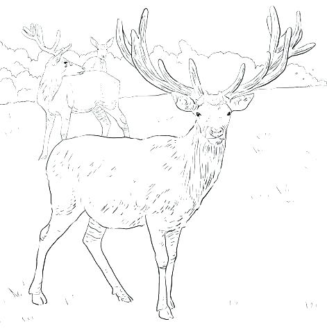 471x480 Hunting Coloring Pages Outdoor Coloring Pages Deer Hunting