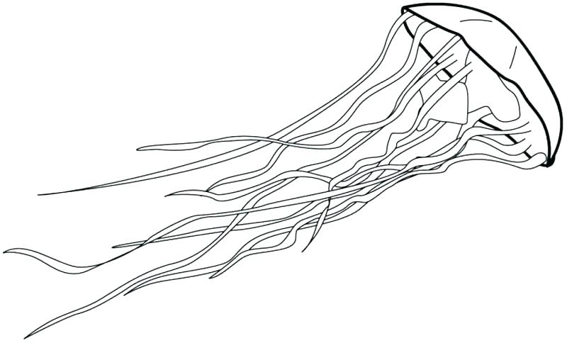 800x484 Trend Jellyfish Coloring Page In Free Coloring Book