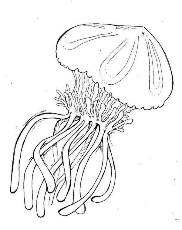 600x758 Box Jellyfish Coloring Page