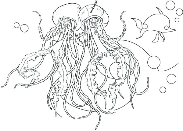 600x428 Jellyfish Coloring Pages For Adults