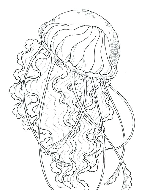 545x726 Jelly Fish Coloring Page Box Jellyfish Coloring Pages To Print