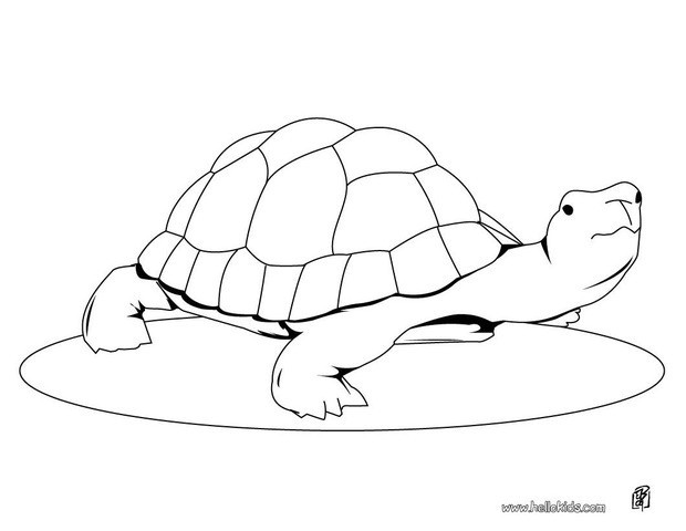 620x480 Cute Turtle Coloring Page You Can Print Out This Coloring Page