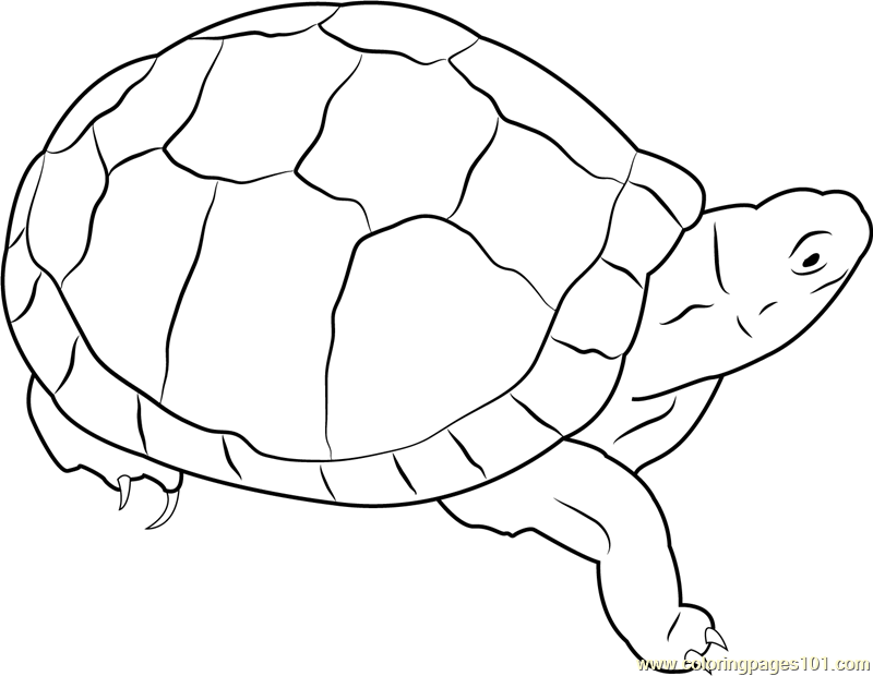 800x620 Eastern Box Turtle Coloring Page