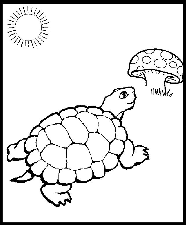 642x777 Eastern Box Turtle Coloring Page Printables Box