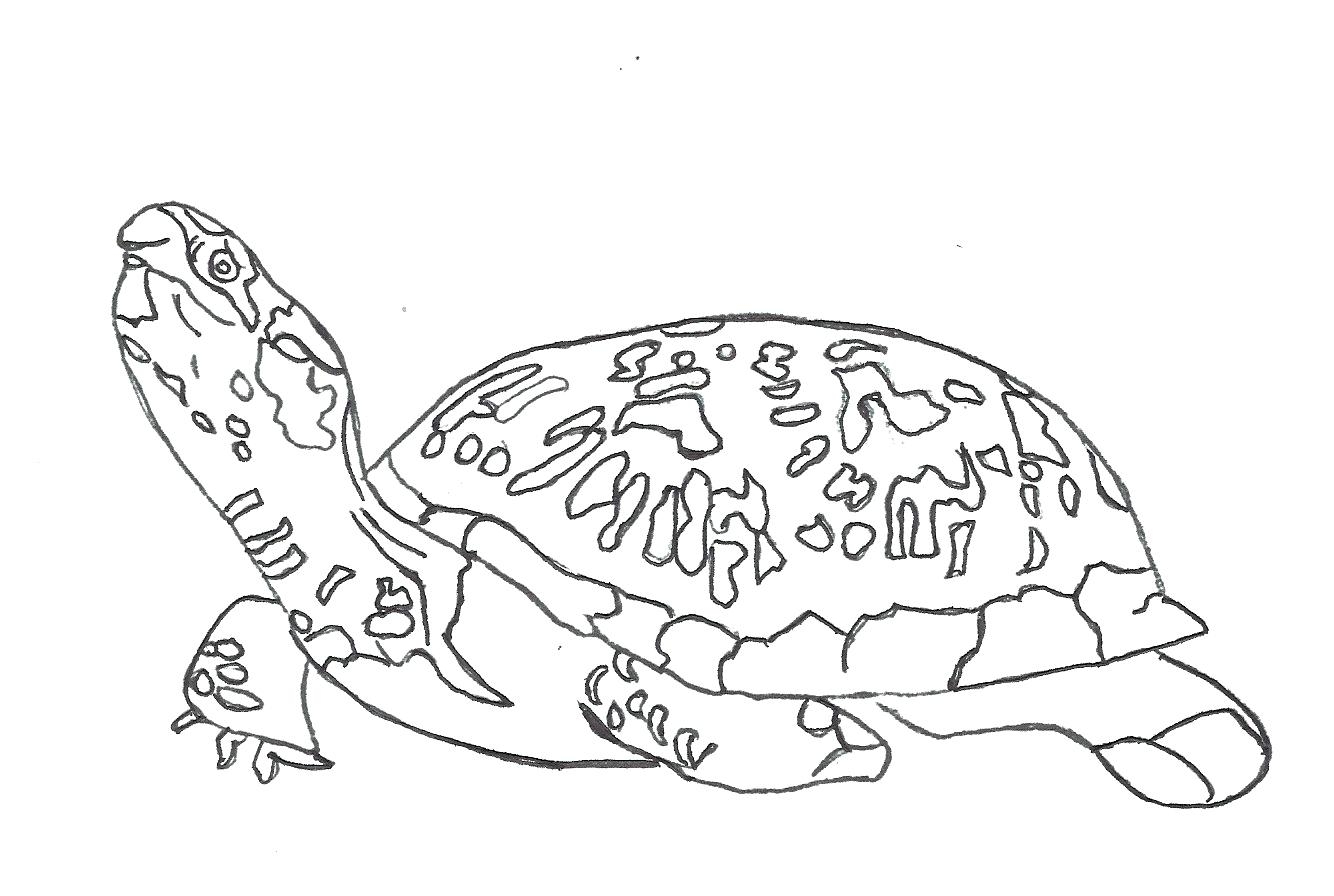 1334x896 New Zachr Page Monster Truck Coloring Pages Sea Turtle Free