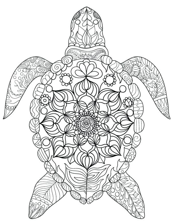 600x776 Turtle Coloring Page Click To See Printable Version Of Eastern Box