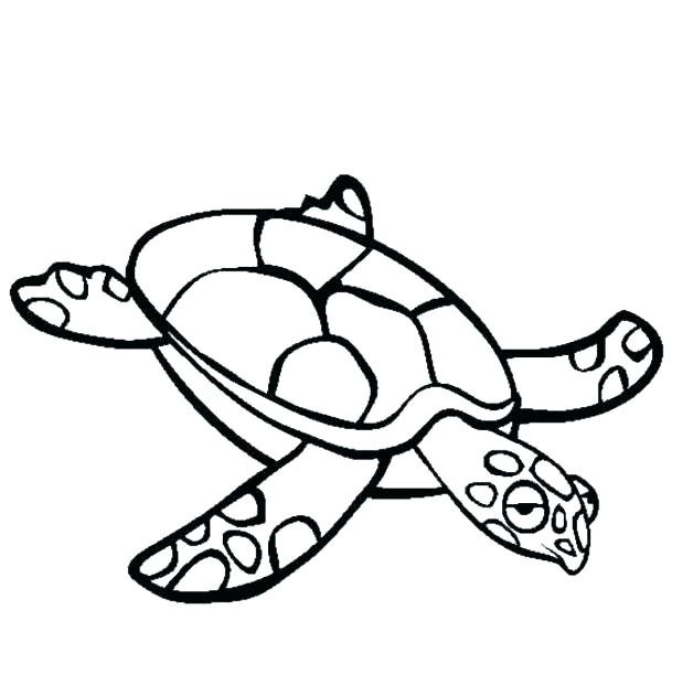 618x630 Box Turtle Pictures To Print Turtles Coloring Pages Turtles