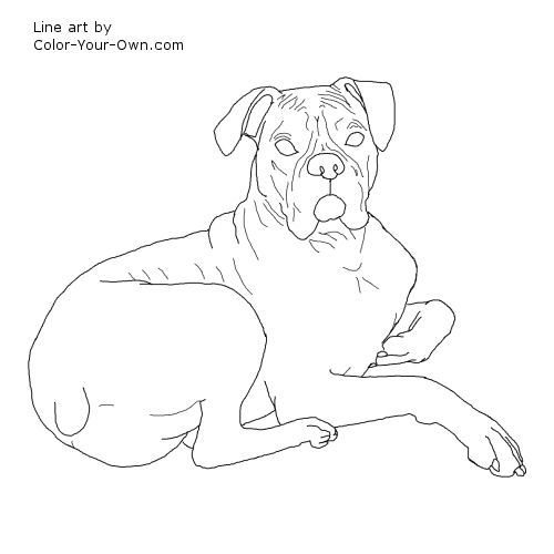 500x500 Boxer Dog Coloring Pages
