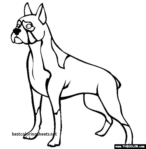 490x500 Awesome Boxer Dogs Coloring Pages Best Coloring Pages