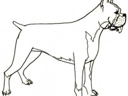440x330 Boxer Puppy Coloring Page, Boxer Puppy Coloring Pages