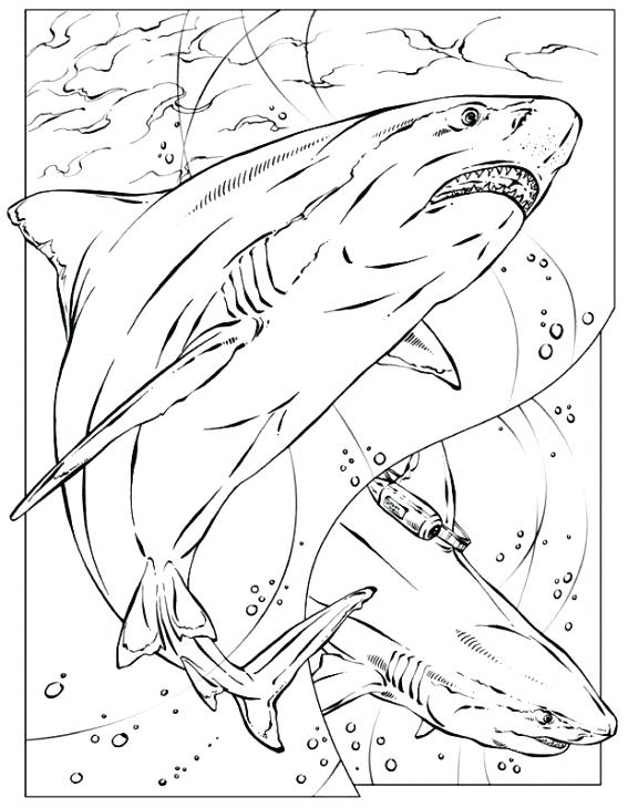 567x730 Coloring Page Shark Realistic Coloring Page Of Shark For Adults