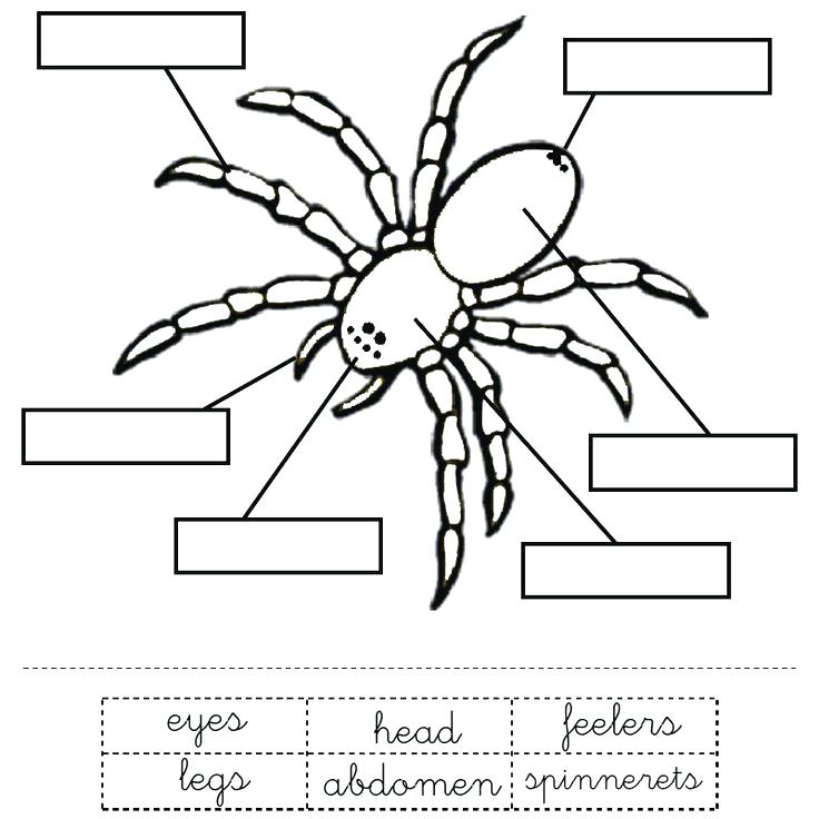 736x736 The Spider Coloring Ideas About Spider Crafts On B Spider