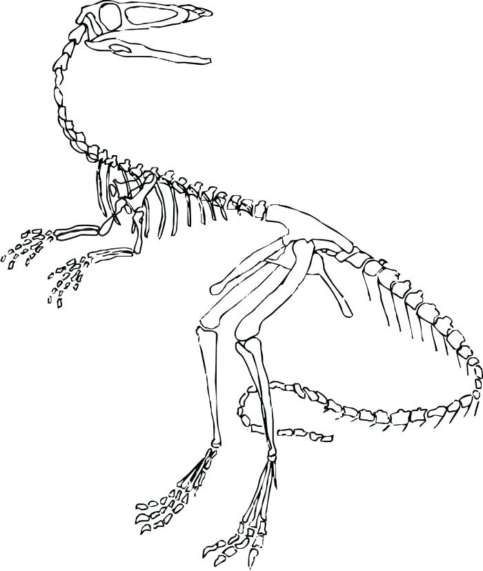 700x828 Brachiosaurus Coloring Page Dinosaur Skeleton