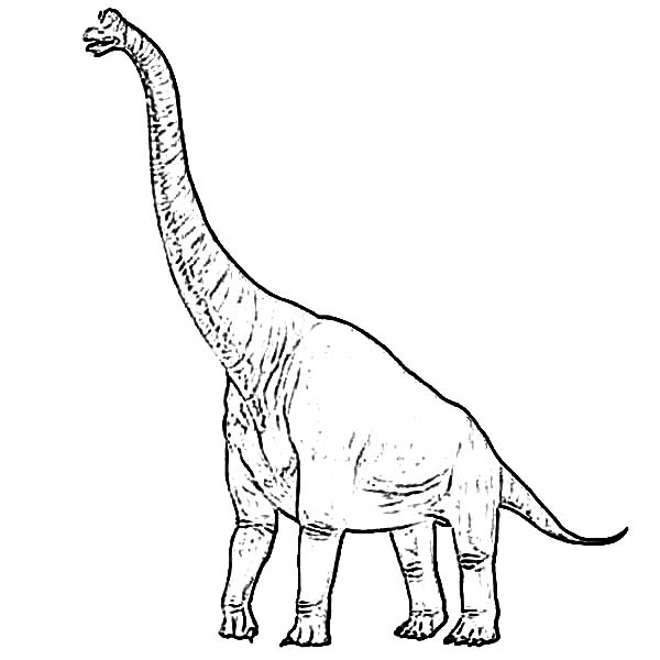 600x600 Brachiosaurus Coloring Page For Kids Color Luna