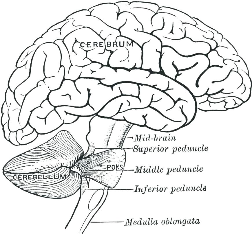 870x809 Brain Coloring Page Brain Anatomy Coloring Pages Brain Anatomy
