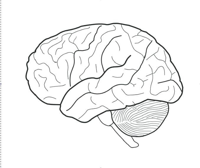678x568 Brain Coloring Page Brain Coloring Pages Brain Coloring Page Brain