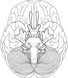 236x270 Brain Coloring Page School Brain, Human Body
