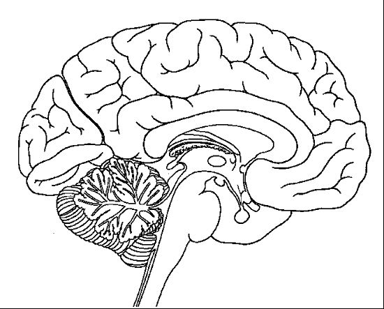 550x443 Brain Coloring Page Brain Coloring Pages To Print Drawn Brain