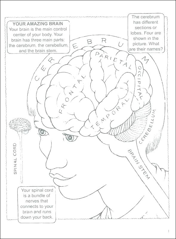 590x800 Coloring Pages Gallery Of Art Brain Anatomy Coloring Book