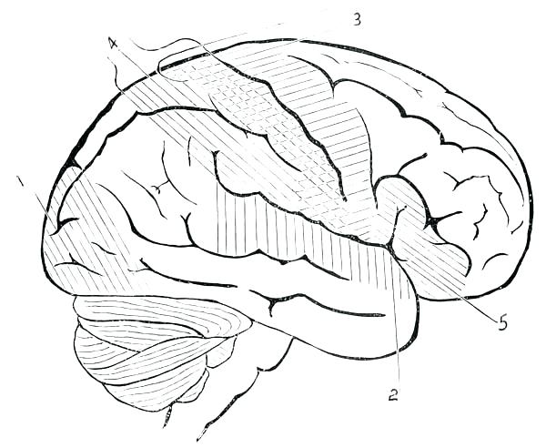 600x492 Brain Anatomy Coloring Pages Anatomy Coloring Pages Photos Brain