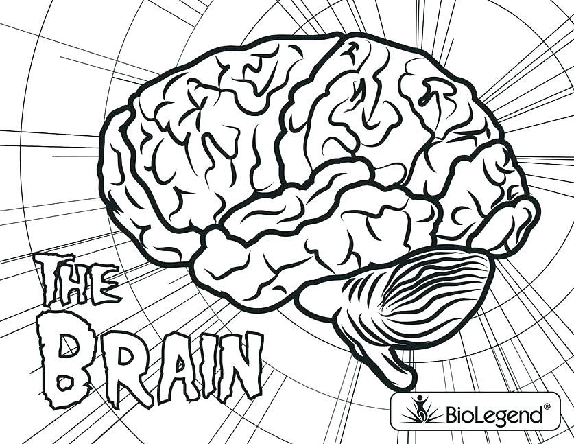837x647 Brain Anatomy Coloring Pages Brain Anatomy Coloring Pages Brain