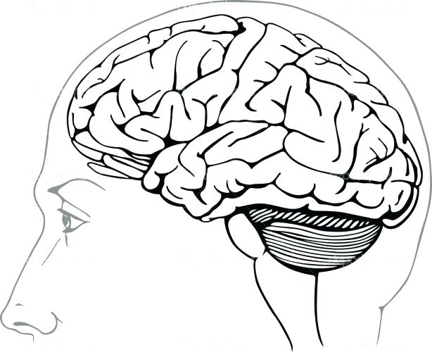 614x500 Brain Coloring Pages Medium Size Of Brain Coloring Page Pages