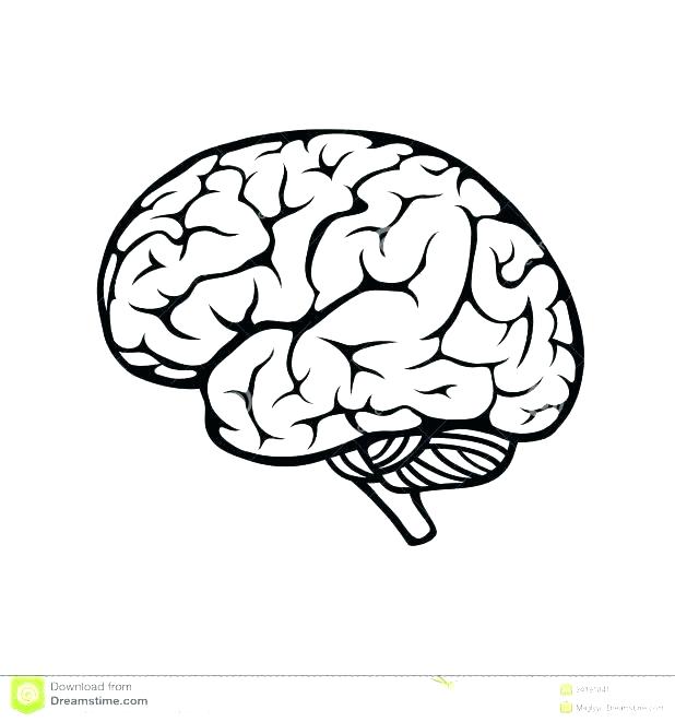 618x661 Brain Coloring Pages Printable Brain Coloring Of Brain Anatomy
