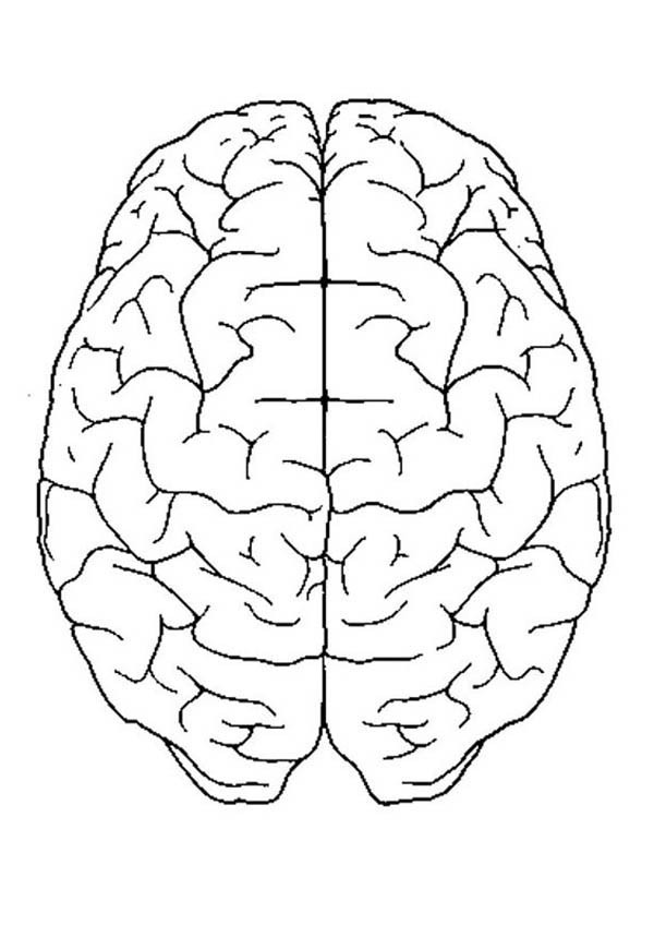 600x848 Brain Coloring Page Brain Coloring Page
