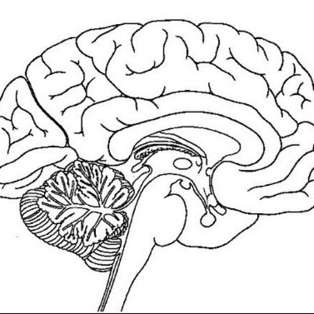 1024x1024 Drawn Brain Coloring Page Pencil And In Color