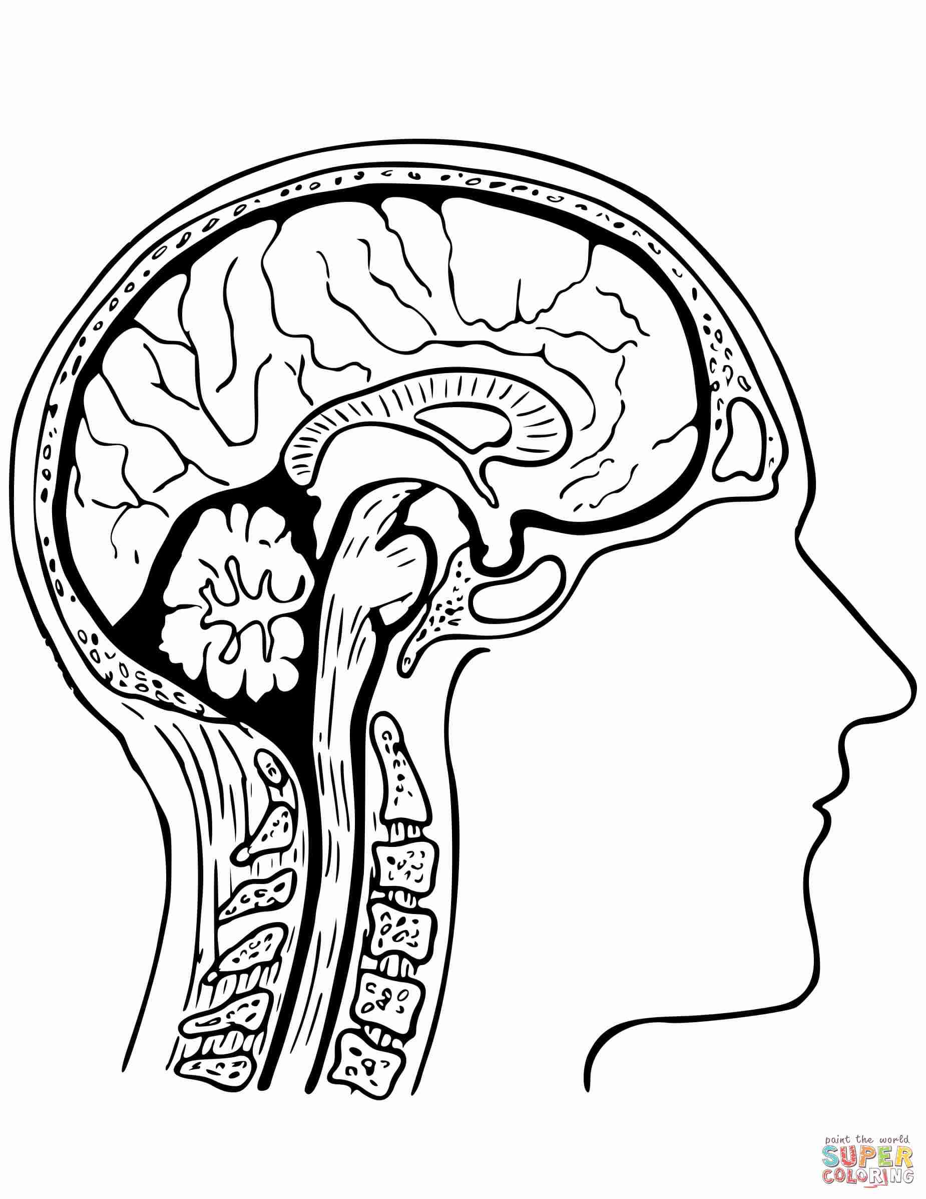 1850x2394 Human Brain Coloring Page Free Printable Pages Simple Olegratiy