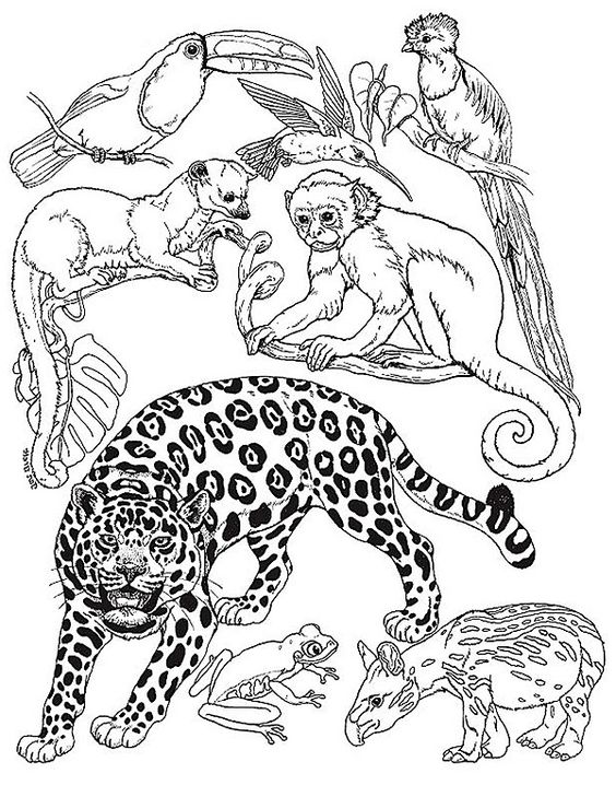 564x718 Brazil Rainforest Coloring Pages Of Animals