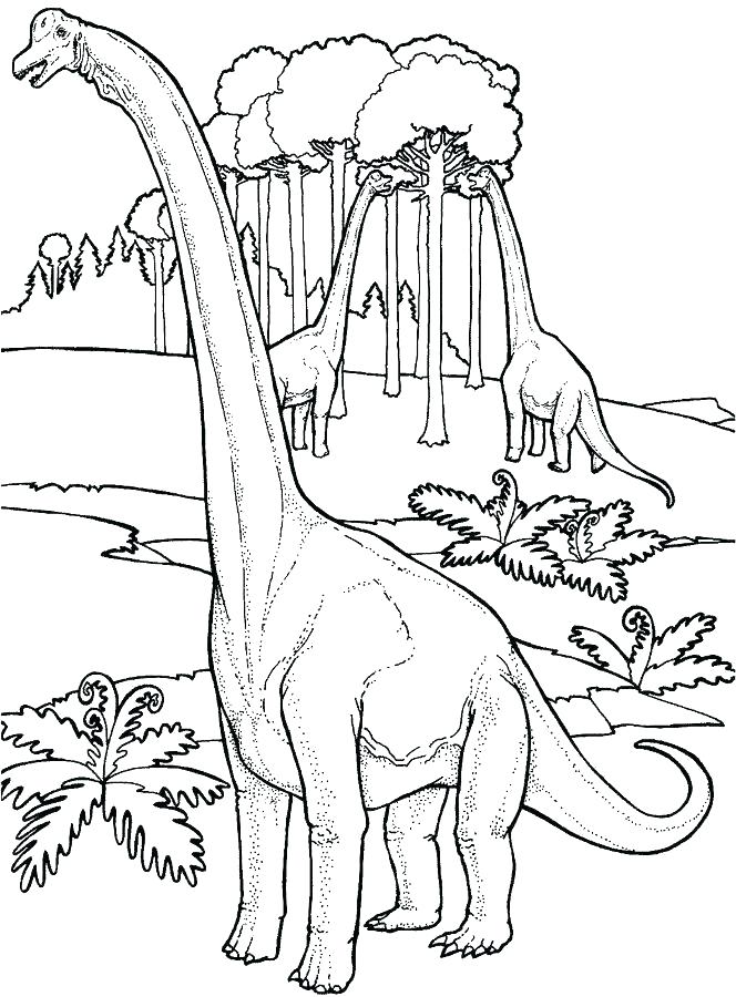 664x900 Brontosaurus Coloring Page Coloring Page Coloring Page Animals