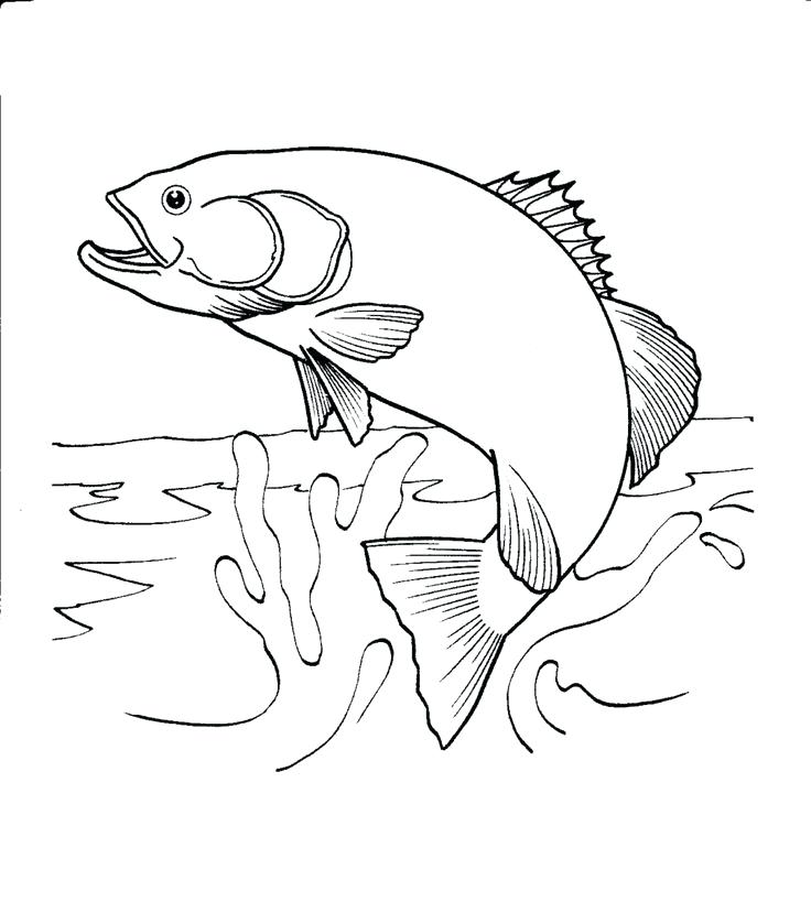 736x829 Brook Trout Coloring Page Scrimshaw Coloring Book Vinyl