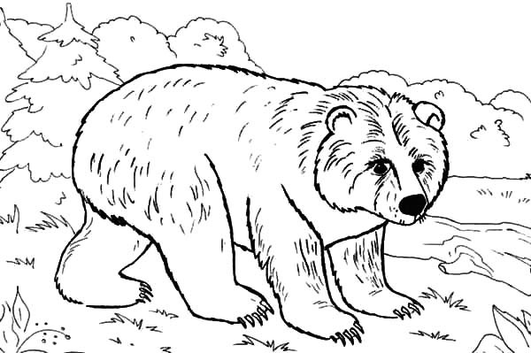 600x399 Brown Bear In The Jungle Coloring Pages Best Place To Color
