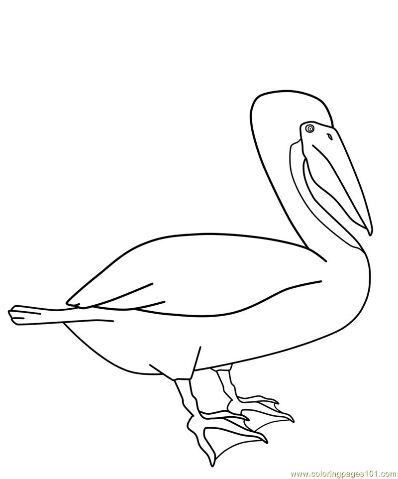 800x962 Eastern Brown Pelican Coloring Page