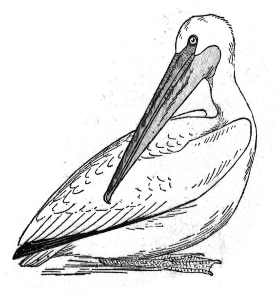 570x615 Free Pelican Coloring Pages