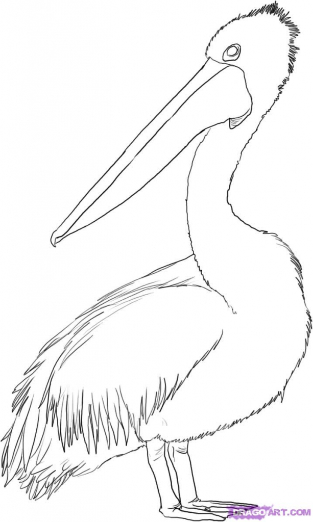 613x1024 How To Draw A Brown Pelican Pelican Coloring Page Google Search