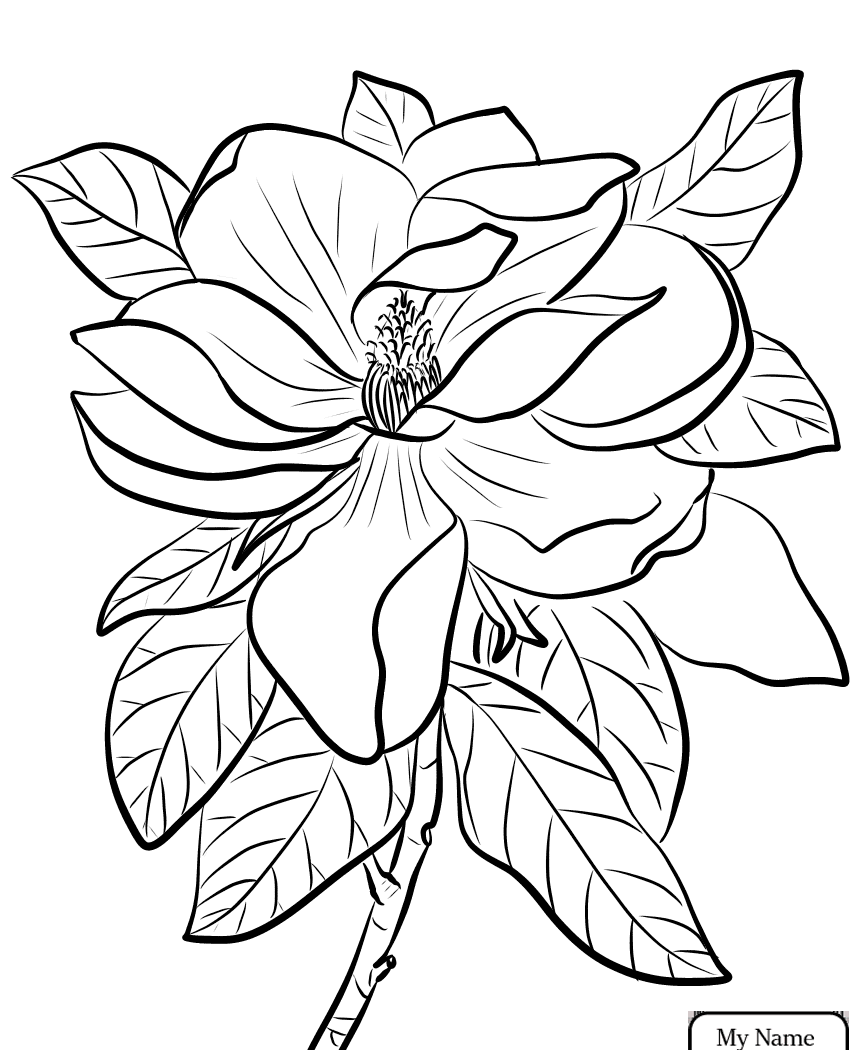 865x1050 Louisiana State Bird And Flower Coloring Page