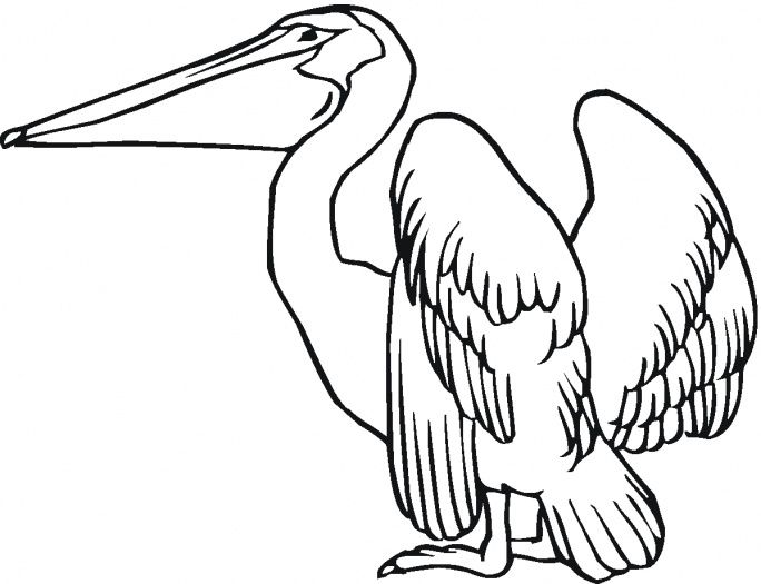 684x525 Pelican Coloring Page Crafts And Other Ideas Craft