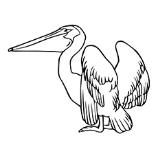 230x230 Top Pelican Coloring Pages For Toddlers