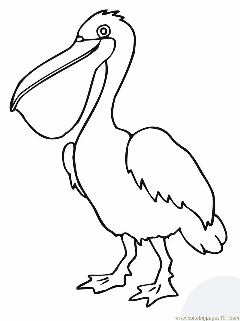 800x1066 Free Printable Coloring Page Pelican Bird Birds Gt Pelican