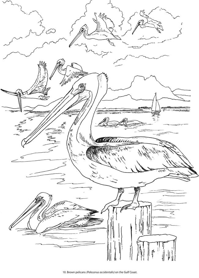 650x907 Creative Haven Beautiful Birds Coloring Book Sample Page Welcome