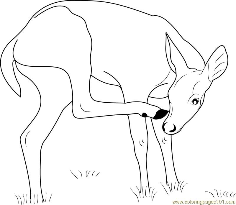 800x695 Deer Coloring Pages