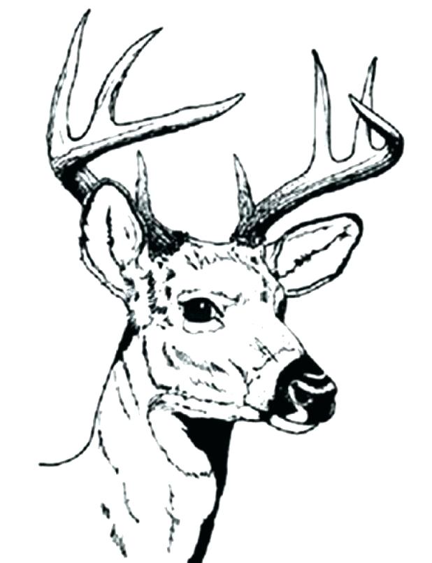 618x805 Coloring Pages Deer Hunting Coloring Pages Deer Hunting Coloring