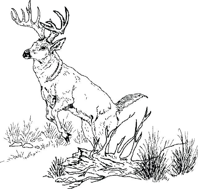 640x612 Whitetail Deer Coloring Pages Tailed Deer Coloring Page Coloring