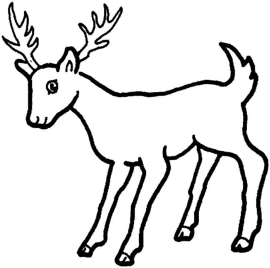 900x896 Wonderful Deer Colouring Pages Coloring Of Rib