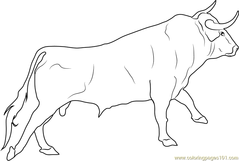 800x540 Bull Coloring Pages