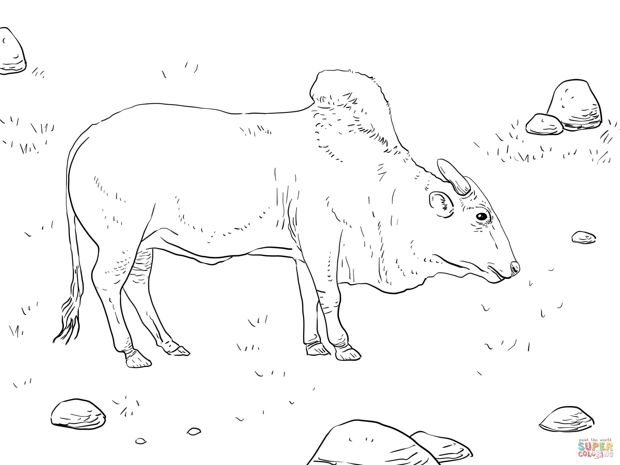 2048x1536 Growth Bucking Bull Coloring Pages Brahma Page
