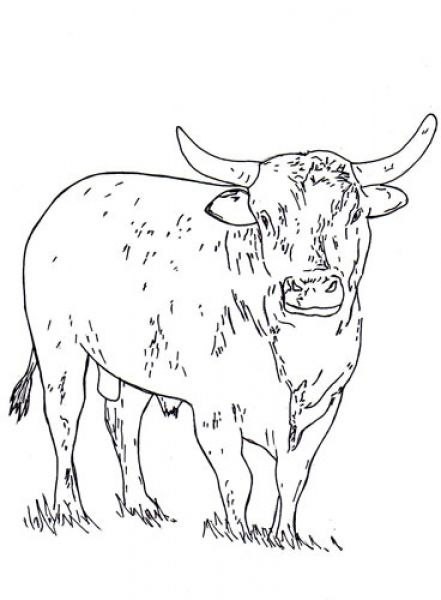 441x600 Old Fashioned Rodeo Bull Coloring Pages Mold