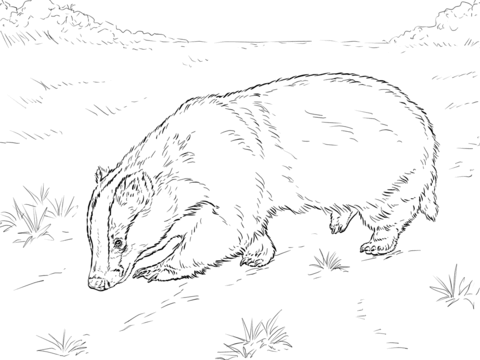 480x360 Badger Coloring Pages Free Printable Badger Coloring Pages Pata